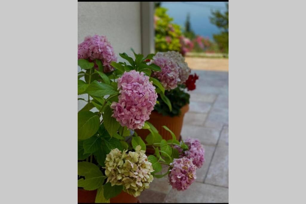 Villa Pergola -Apartment Roko Млини Екстериор снимка